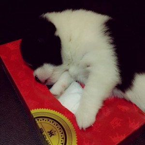 杭州拱墅区武林街道附近夜总会招聘包厢管家,不限身高